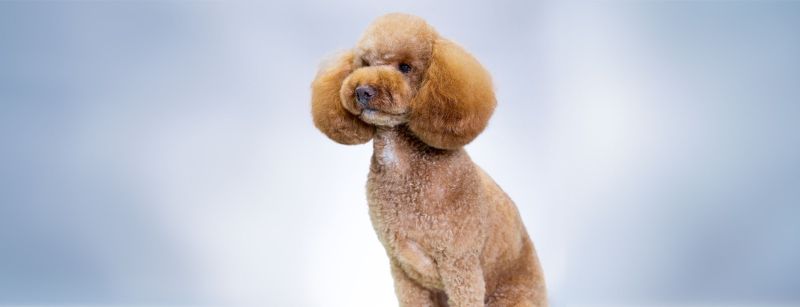10 tips to help you on your journey to becoming a qualified dog groomer