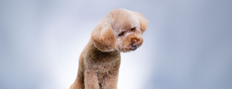 How to pick the right dog grooming training course