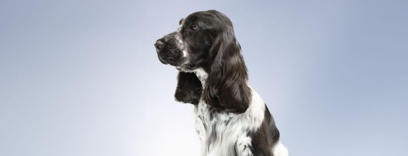 How much does a dog grooming course cost?