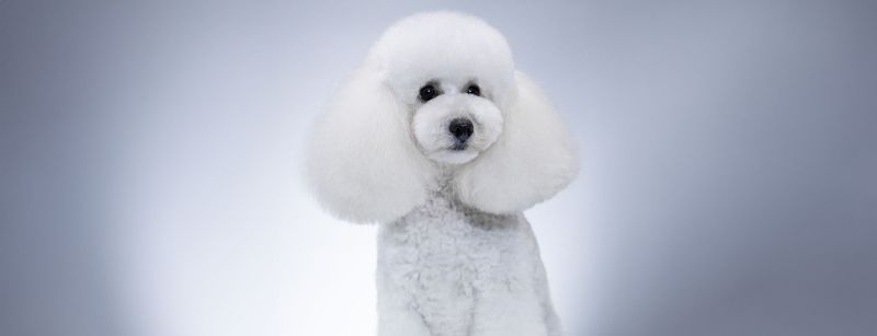 What Qualifications Do I Need to Become a Dog Groomer?