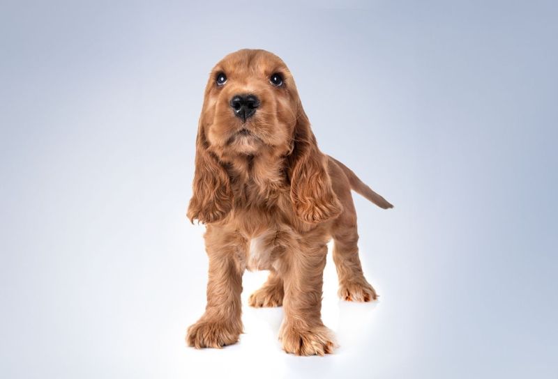 How long does a dog grooming course take?