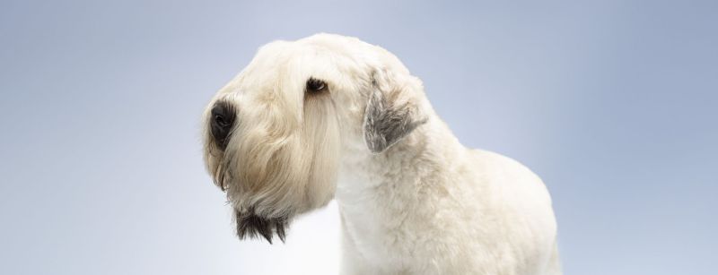 What do you learn on a dog grooming course?