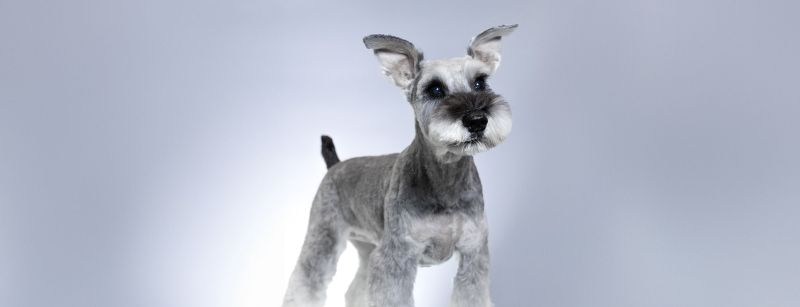 Do I Need Qualifications to Become a Dog Groomer?