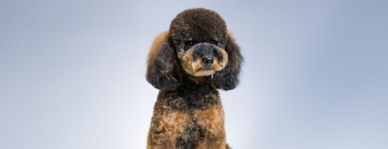 How do I become a dog groomer?