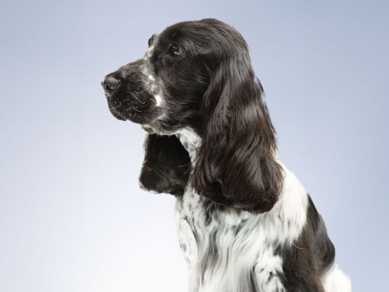 Bertie cocker long.jpg
