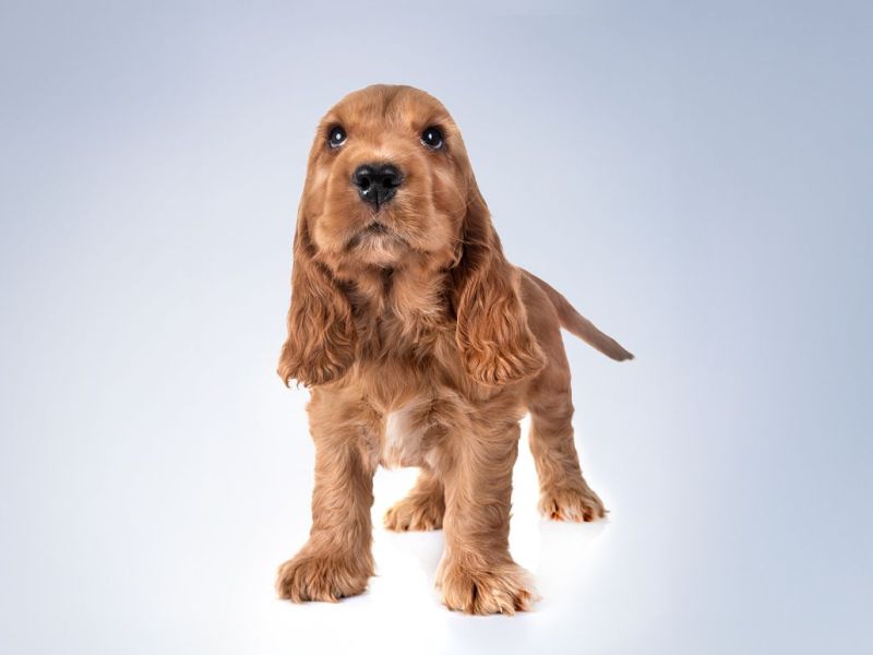 Cocker puppy with grey background.jpg