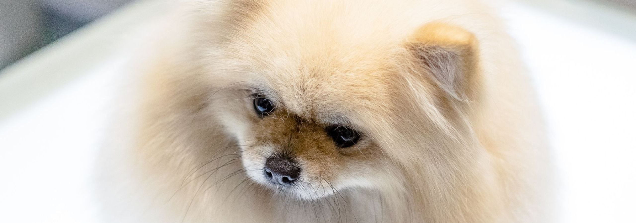 dog-grooming.jpg
